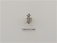 藏品(大白天牛)的圖片